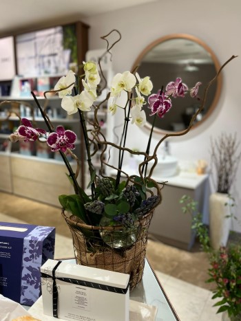 Orchid Plant Reception Flowers Darlington